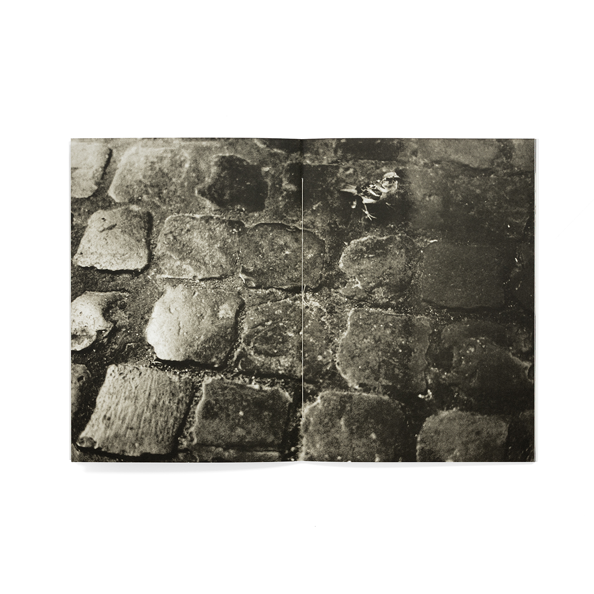 formas_fondobianco_08